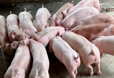 Giá heo hơi hôm nay 19/11: Cao nhất ở mức 53.000 đồng/kg