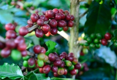 Giá cà phê hôm nay 19/11: Thị trường ổn định