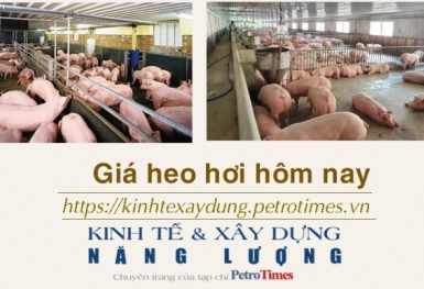 Giá heo hơi hôm nay 10/1: Tăng tại miền Bắc