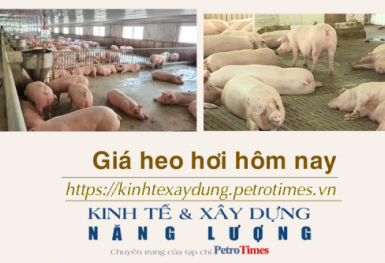 Giá heo hơi hôm nay 14/1: Kết thúc tuần tăng mạnh