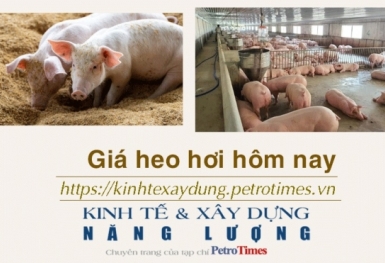 Giá heo hơi hôm nay 16/1: Tăng mạnh tại miền Bắc