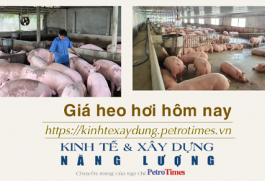 Giá heo hơi hôm nay 17/1: Tiếp đà tăng