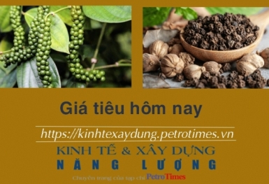 Giá tiêu hôm nay 23/1: Tăng tại Đông Nam Bộ