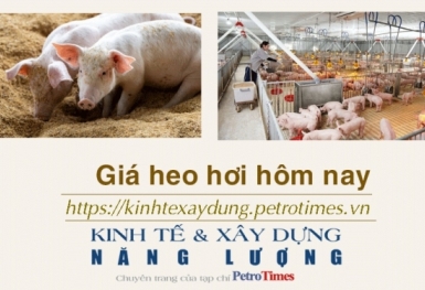 Giá heo hơi hôm nay 24/1: Tăng nhẹ ở miền Trung và miền Nam
