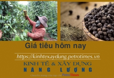 Giá tiêu hôm nay 26/1: Tiếp tục giảm tại Đông Nam Bộ
