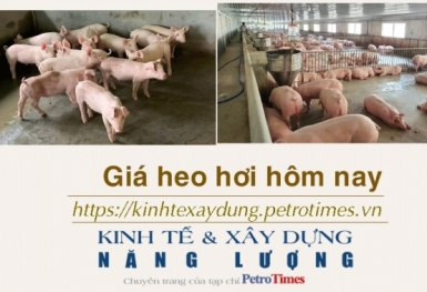Giá heo hơi hôm nay 27/1: Tăng nhẹ ở 3 miền