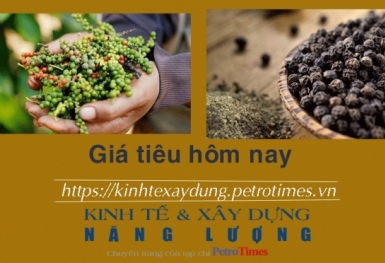 Giá tiêu hôm nay 29/1: Giữ ở mức cao