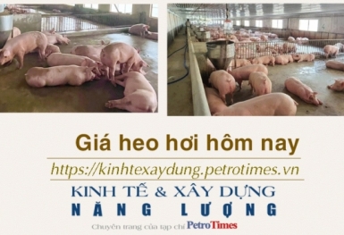 Giá heo hơi hôm nay 30/1: Tăng rải rác tại các địa phương