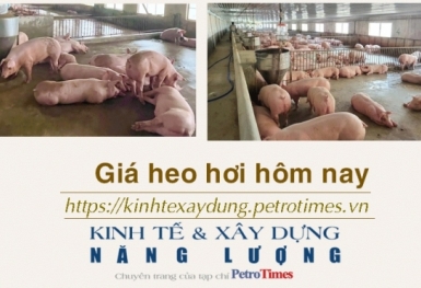 Giá heo hơi hôm nay 3/2: Ổn định và đứng yên