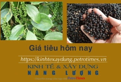 Giá tiêu hôm nay 3/2: Tiếp tục đi ngang