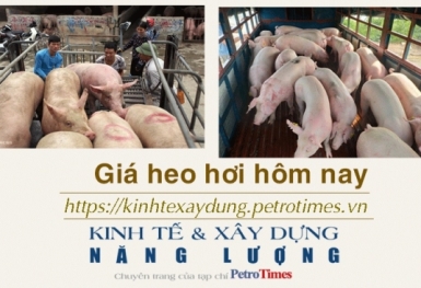Giá heo hơi hôm nay 11/2: Ít biến động trong ngày mùng 2 Tết