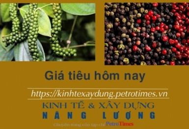 Giá tiêu hôm nay 11/2: Cao nhất 84.000 đồng/kg
