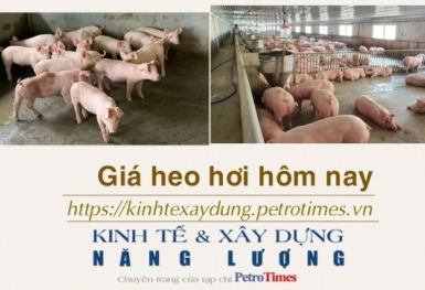 Giá heo hơi hôm nay 12/2: Tiếp tục chuỗi ngày đi ngang