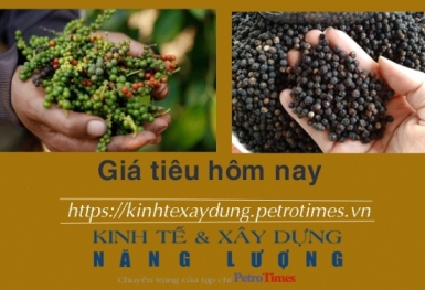 Giá tiêu hôm nay 14/2: Tăng ở Bình Phước