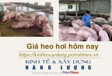 Giá heo hơi hôm nay 15/2: Tiếp tục lặng sóng