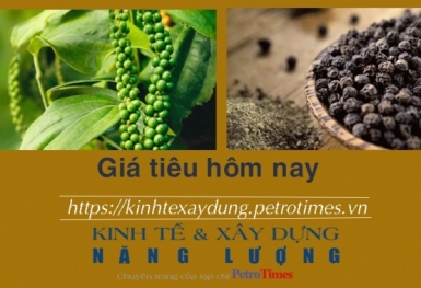 Giá tiêu hôm nay 15/2: Tây Nam Bộ và Tây Nguyên tăng thêm 500 đồng