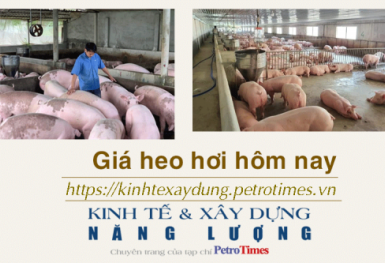 Giá heo hơi hôm nay 16/2: Biến động trái chiều tại miền Nam