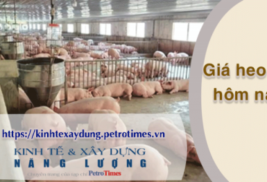 Giá heo hơi hôm nay 20/2: Tăng tại miền Nam