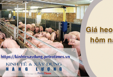 Giá heo hơi hôm nay 22/2: Điều chỉnh không đồng nhất