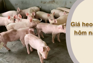 Giá heo hơi hôm nay 23/2: Thị trường ít biến động