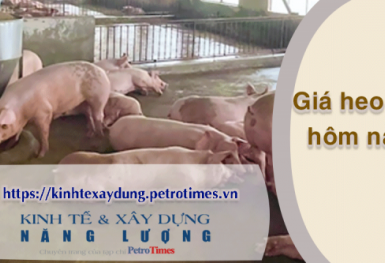 Giá heo hơi hôm nay 26/2: Đi ngang và ổn định