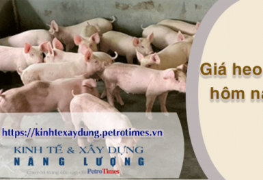 Giá heo hơi hôm nay 28/2: Giảm rải rác tại các địa phương