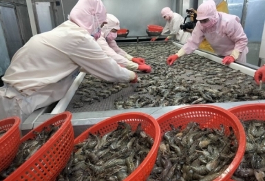 Xuất khẩu tôm đón tín hiệu tích cực từ đầu năm