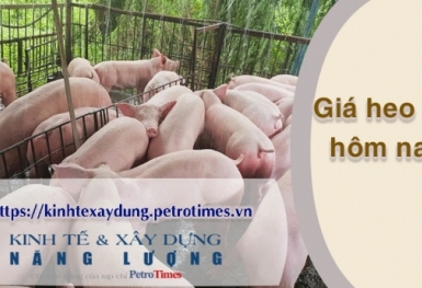 Giá heo hơi hôm nay 3/3: Miền Nam biến động trái chiều