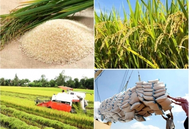 Thủ tướng chỉ thị đẩy mạnh sản xuất, kinh doanh, xuất khẩu lúa, gạo bền vững