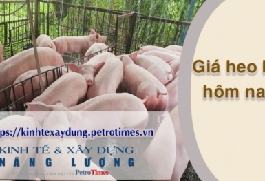 Giá heo hơi hôm nay 4/3: Đi ngang ổn định