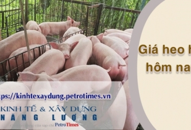 Giá heo hơi hôm nay 5/3: Tăng rải rác tại miền Nam và miền Trung