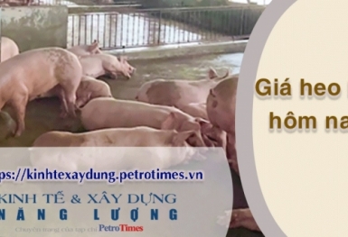 Giá heo hơi hôm nay 7/3: Ít biến động