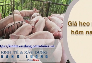 Giá heo hơi hôm nay 8/3: Tiếp tục tăng rải rác tại miền Nam