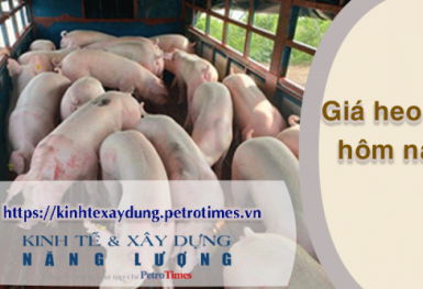 Giá heo hơi hôm nay 11/3: Lặng sóng ở cả 3 miền