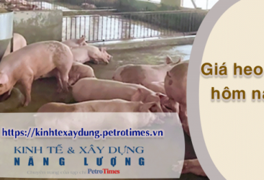 Giá heo hơi hôm nay 12/3: Miền Trung điều chỉnh tăng