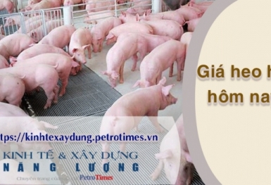 Giá heo hơi hôm nay 1/4: Đứng yên trên diện rộng