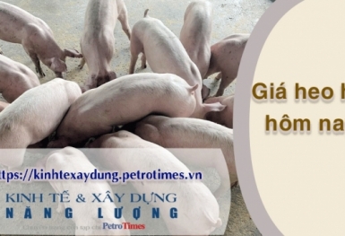 Giá heo hơi hôm nay 3/4: Tăng rải rác