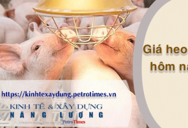 Giá heo hơi hôm nay 4/4: Đồng loạt đi ngang