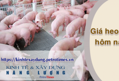 Giá heo hơi hôm nay 6/4: Tăng tại miền Bắc