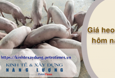 Giá heo hơi hôm nay 10/4: Lặng sóng trên cả 3 miền