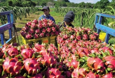 Kinh tế Việt Nam phục hồi tăng trưởng