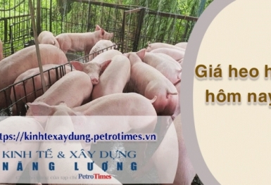 Giá heo hơi hôm nay 12/4: Miền Nam điều chỉnh giảm