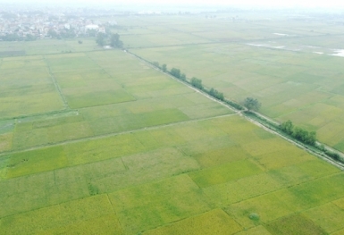 Điều kiện thực hiện dự án có sử dụng đất trồng lúa