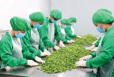 Xuất khẩu rau quả: Cần tuân theo 'luật chơi' của thị trường
