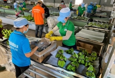 Hoàng Anh Gia Lai nêu lộ trình 'thoát lỗ' cởi trói cho cổ phiếu HAG
