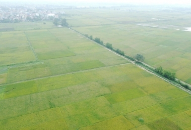 Điều kiện chuyển đất trồng lúa thành đất ở