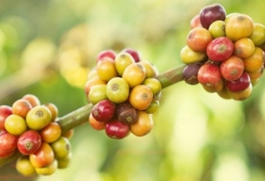 Giá cà phê hôm nay 19/4: Thị trường trong nước tăng 400 đồng/kg
