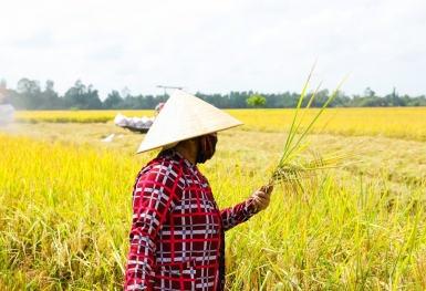 A An đưa gạo sạch, an toàn đến với người tiêu dùng