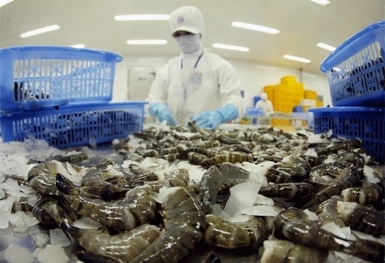 Ngành tôm nuôi 'giấc mộng' xuất khẩu đạt 5,6 tỷ USD năm 2025