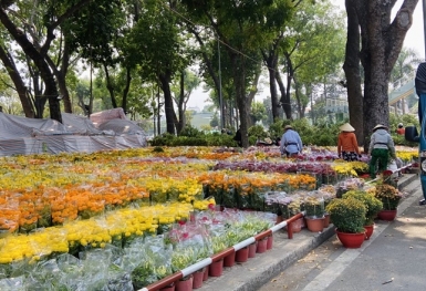 Hà Nội: Miễn phí tiền thuê mặt bằng đối với các hộ kinh doanh hoa, cây cảnh dịp Tết